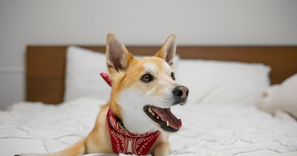 Afinal, é responsabilidade da empregada doméstica cuidar dos animais?